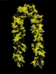 Feather Boa (Black and Yellow)