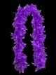 Purple Boa
