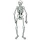 Jointed Skeleton