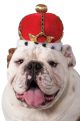 Pet King's Crown