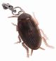 Earrings- Roach 